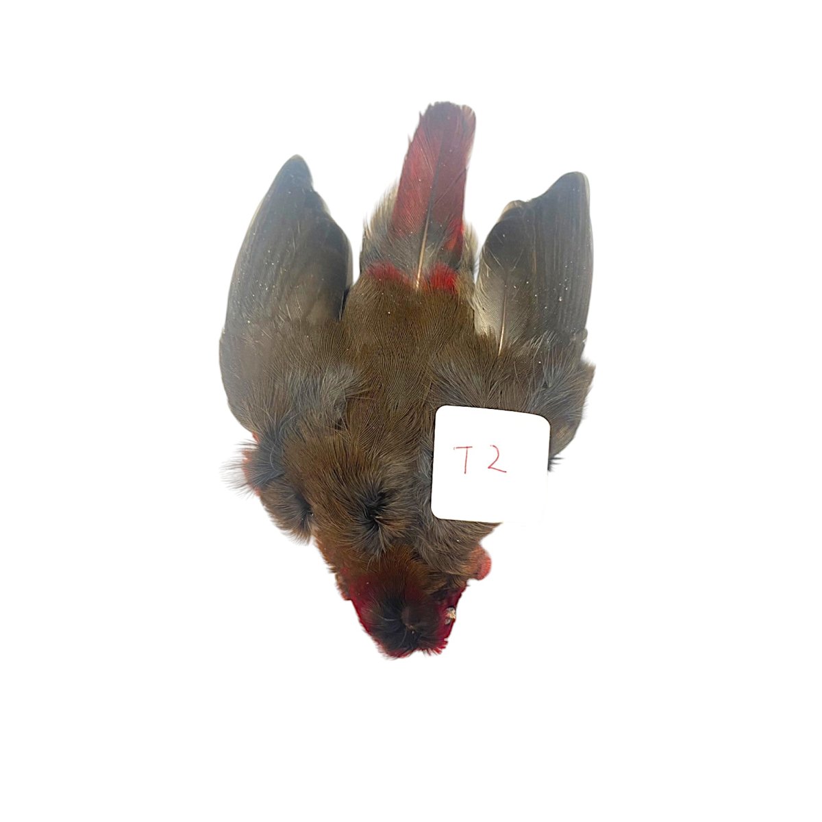 画像3: CANAL  キャナル タナガー TANAGER complete (3)