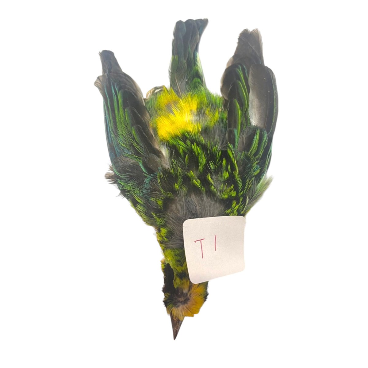 画像1: CANAL  キャナル　タナガー　TANAGER complete (1)