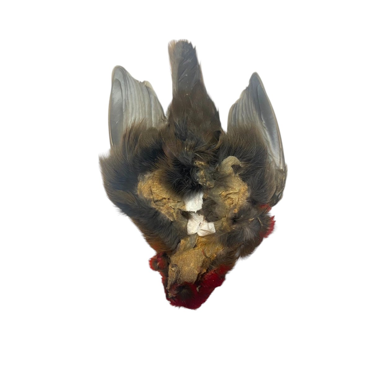 画像4: CANAL  キャナル タナガー TANAGER complete (4)