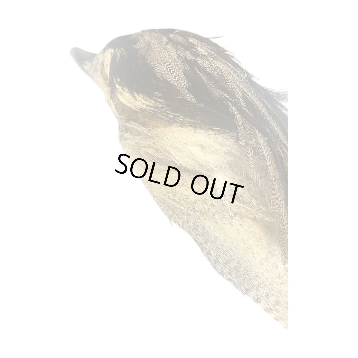 画像6: CANAL キャナル コーリーバスタードヘッド (6)