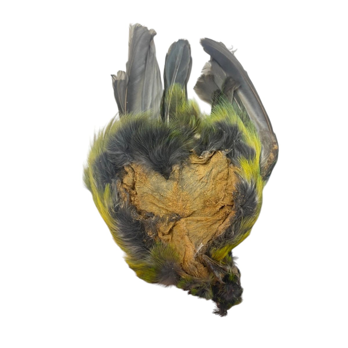 画像8: CANAL  キャナル タナガー TANAGER complete (8)