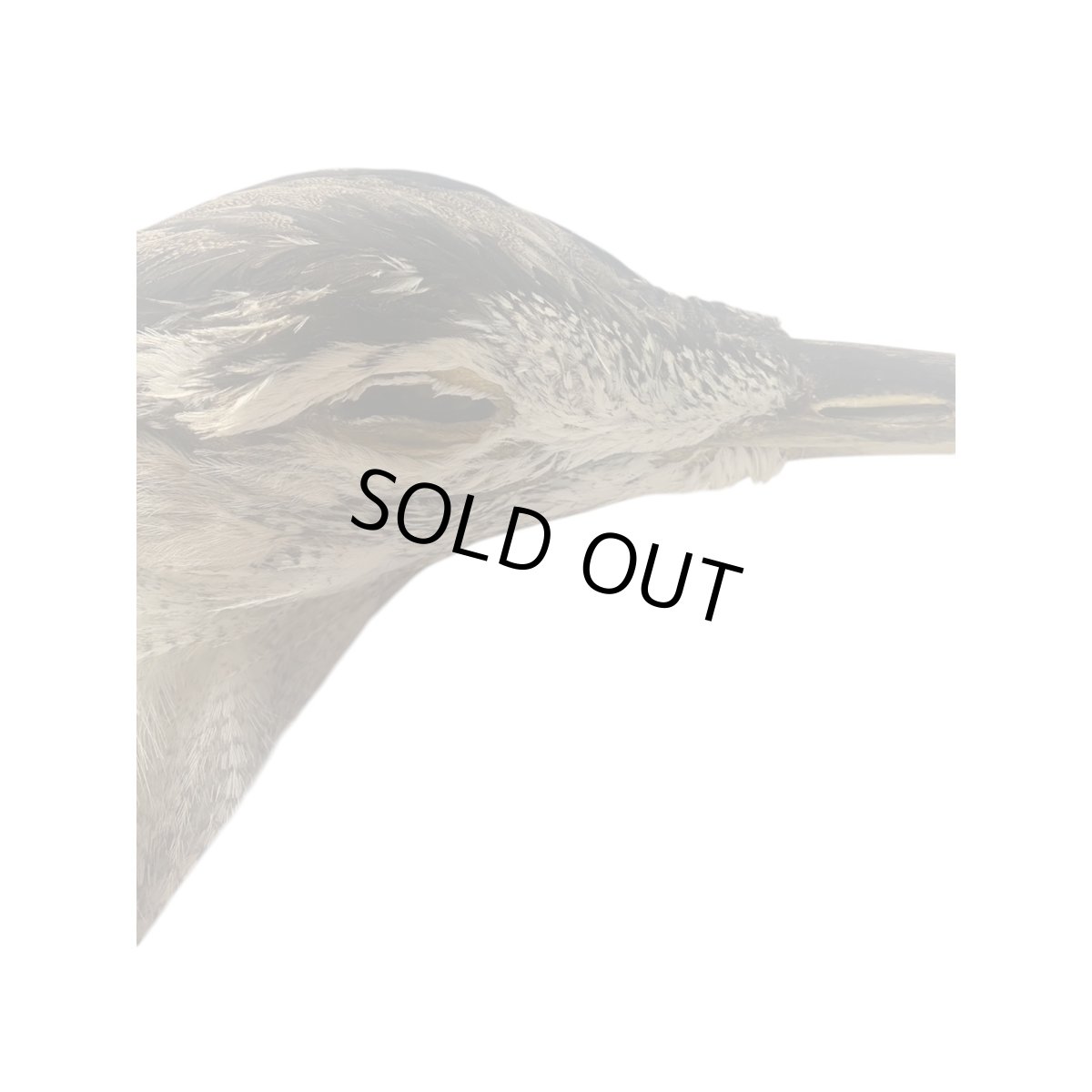 画像4: CANAL キャナル コーリーバスタードヘッド (4)