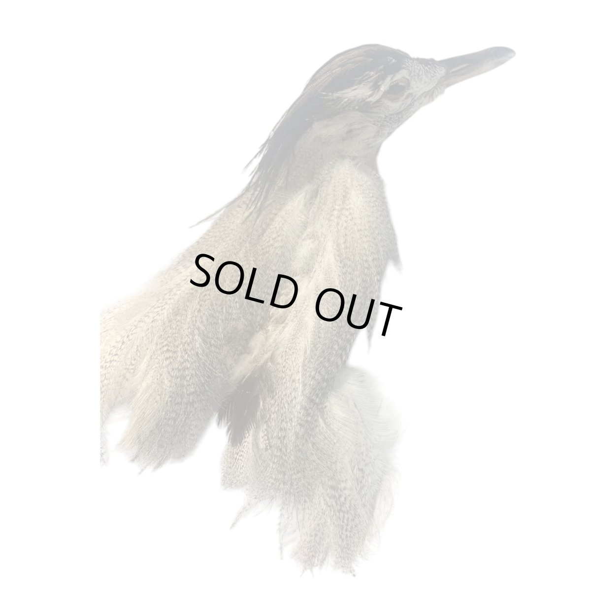 画像2: CANAL キャナル コーリーバスタードヘッド (2)