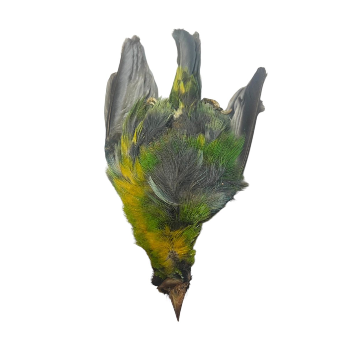 画像2: CANAL  キャナル タナガー TANAGER complete (2)