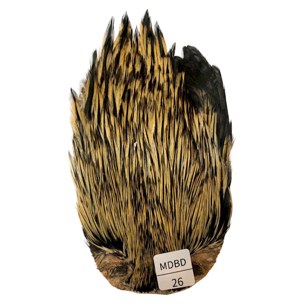 画像1: インドコックケープ India Cock Neck Cape　　ミディアムバジャー　NO26 (1)