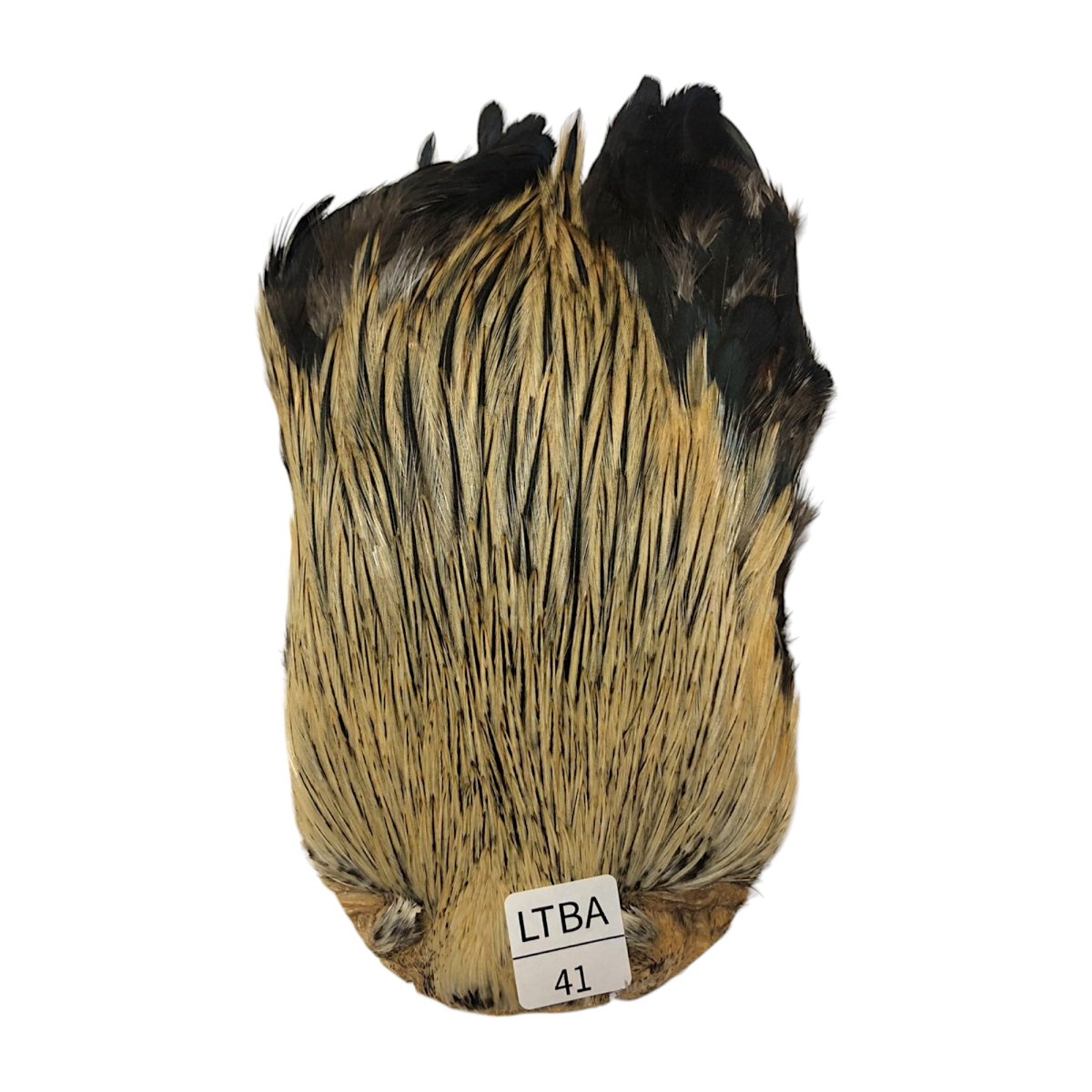 画像1: インドコックケープ India Cock Neck Cape　　ライトバジャー　NO41 (1)