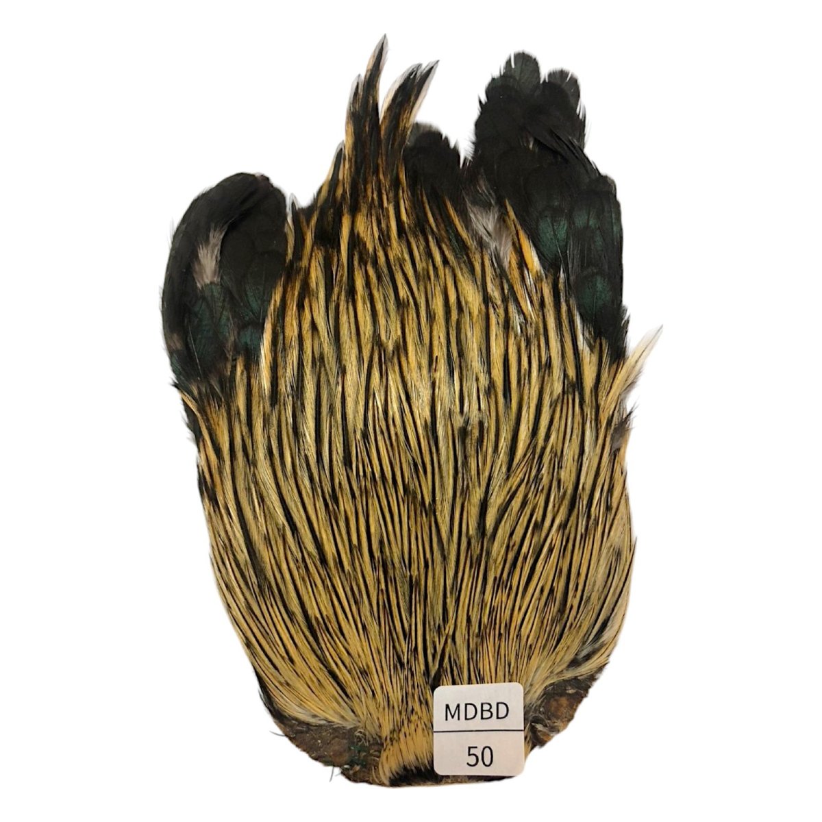 画像1: インドコックケープ India Cock Neck Cape　　ミディアムバジャー　NO50 (1)
