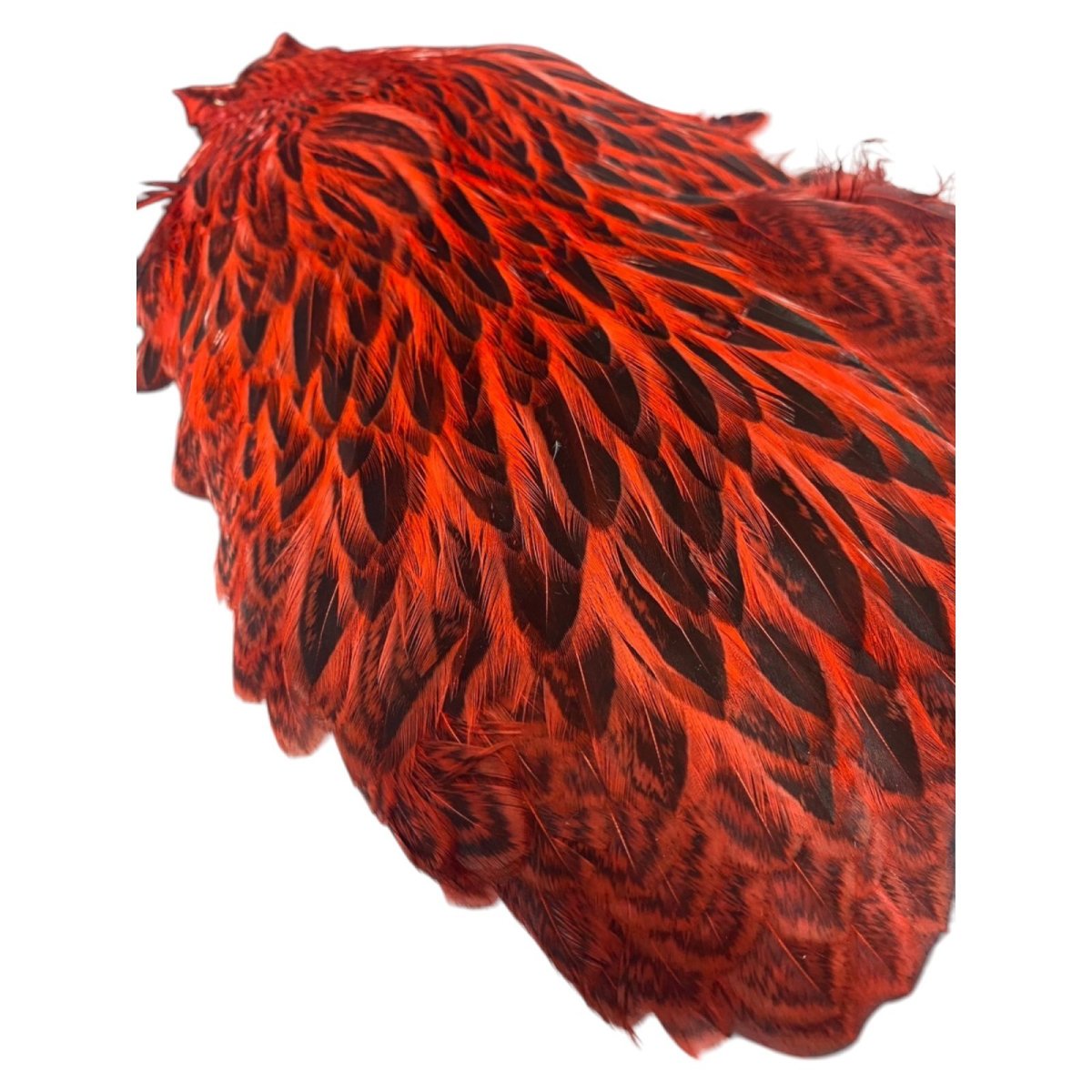 画像5:  FutureFly Freshwater Hen Capes  F5  Red  フューチャーフライ (5)