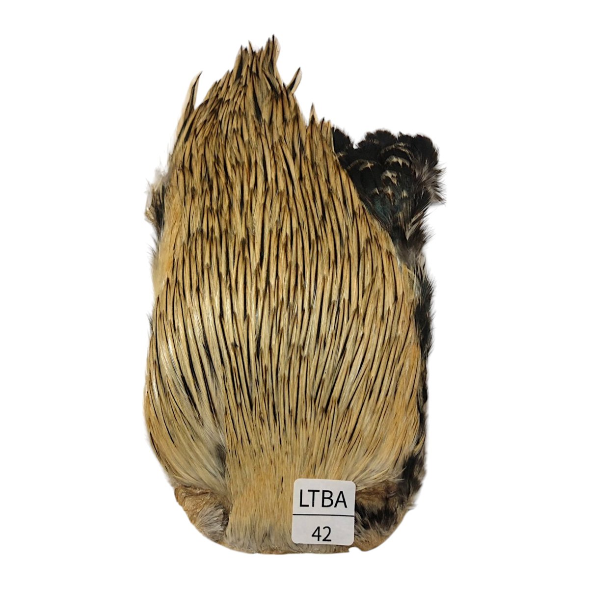 画像1: インドコックケープ India Cock Neck Cape　　ライトバジャー　NO42 (1)