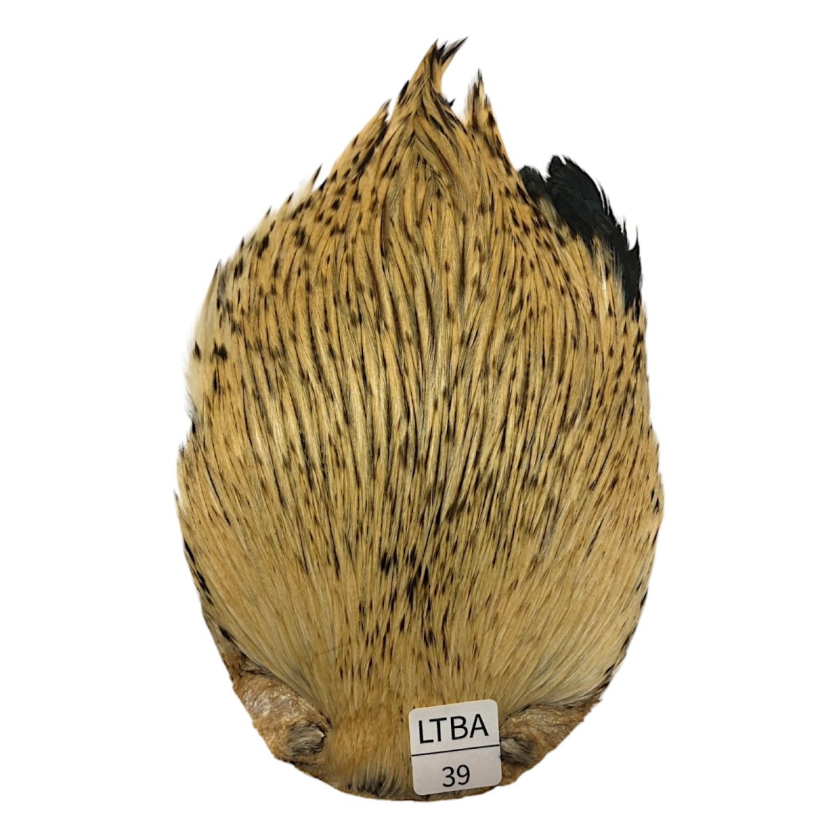 画像1: インドコックケープ India Cock Neck Cape　　ライトバジャー　NO39 (1)