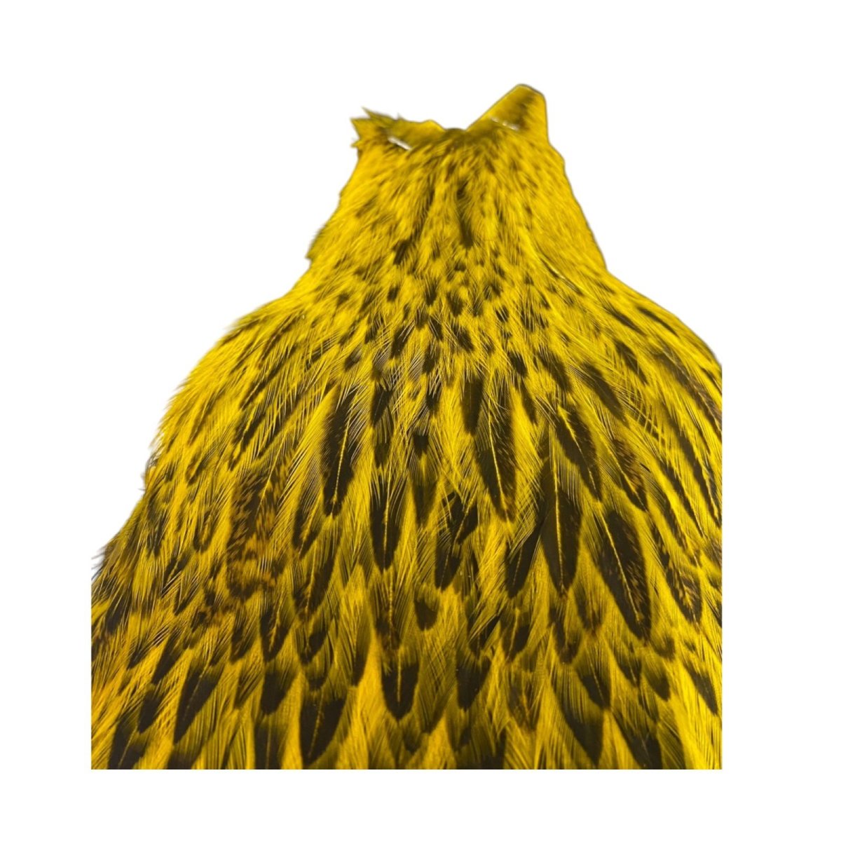 画像3:  FutureFly Freshwater Hen Capes  F6  Yellow  フューチャーフライ (3)
