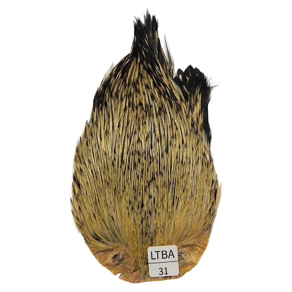 画像1: インドコックケープ India Cock Neck Cape　　ライトバジャー　NO31 (1)