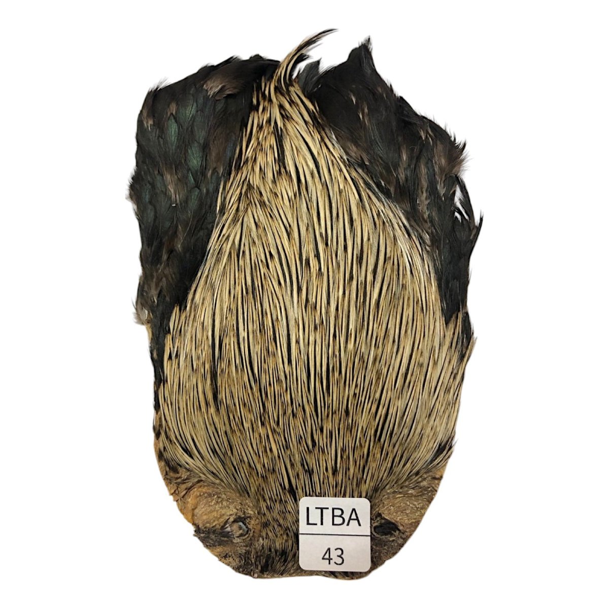 画像1: インドコックケープ India Cock Neck Cape　　ライトバジャー　NO43 (1)