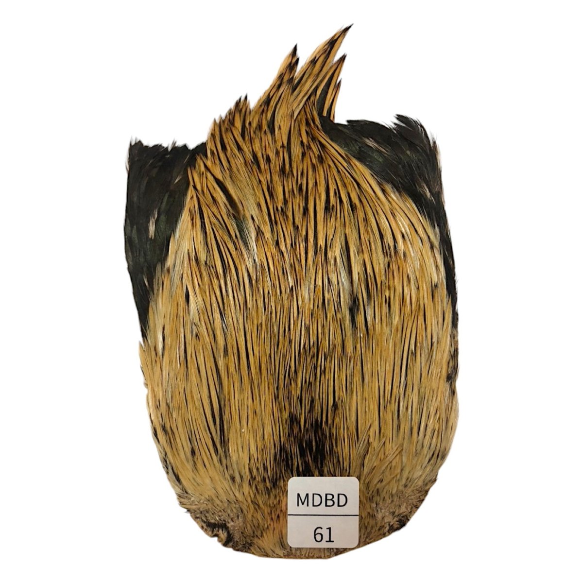 画像1: インドコックケープ India Cock Neck Cape　　ミディアムバジャー　NO61 (1)