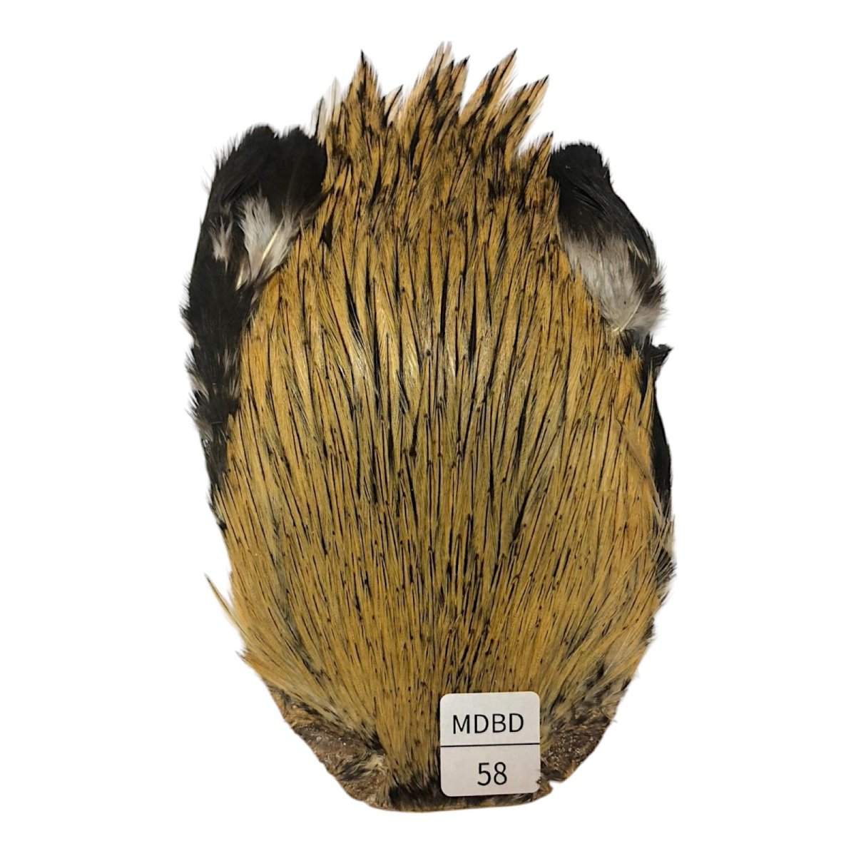 画像1: インドコックケープ India Cock Neck Cape　　ミディアムバジャー　NO58 (1)