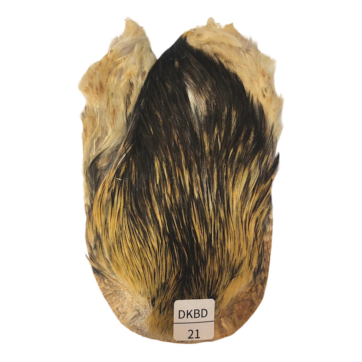 画像1: インドコックケープ India Cock Neck Cape　　ダークバジャー　NO21 (1)