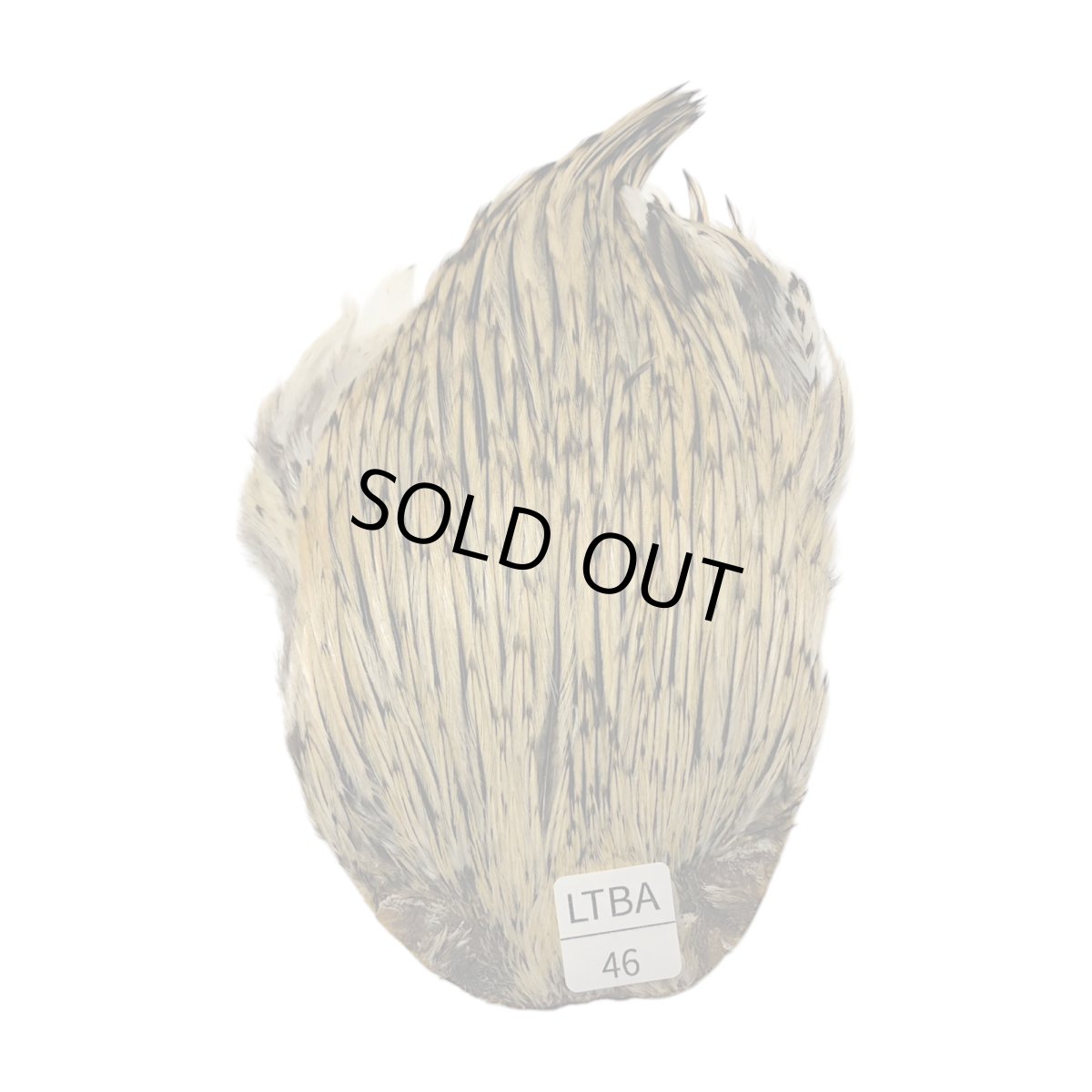 画像1: インドコックケープ India Cock Neck Cape　　ライトバジャー　NO46 (1)