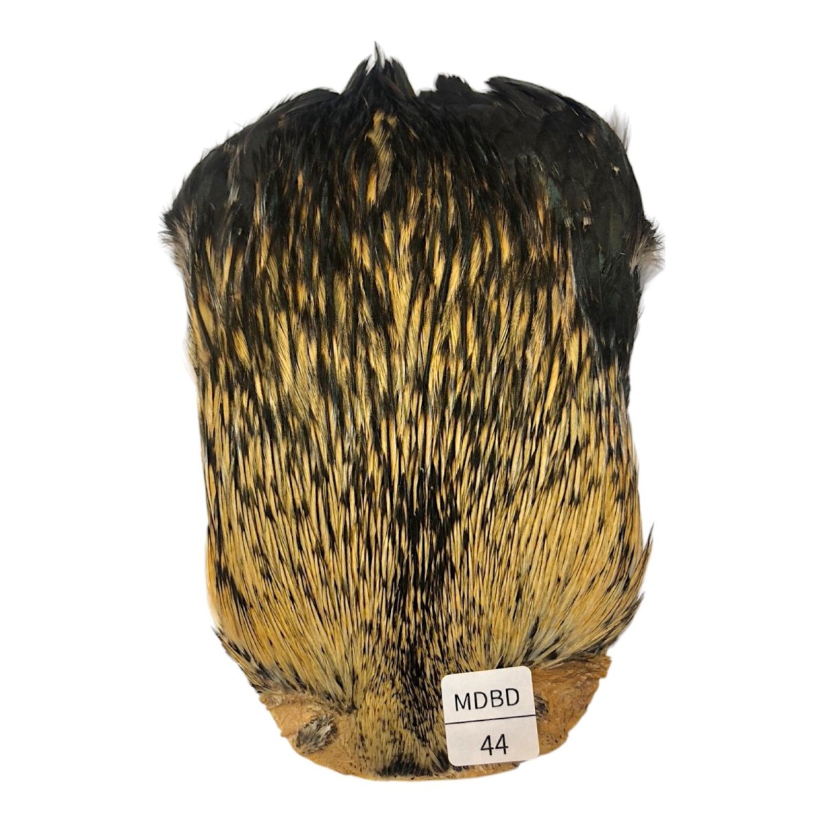 画像1: インドコックケープ India Cock Neck Cape　　ミディアムバジャー　NO44 (1)