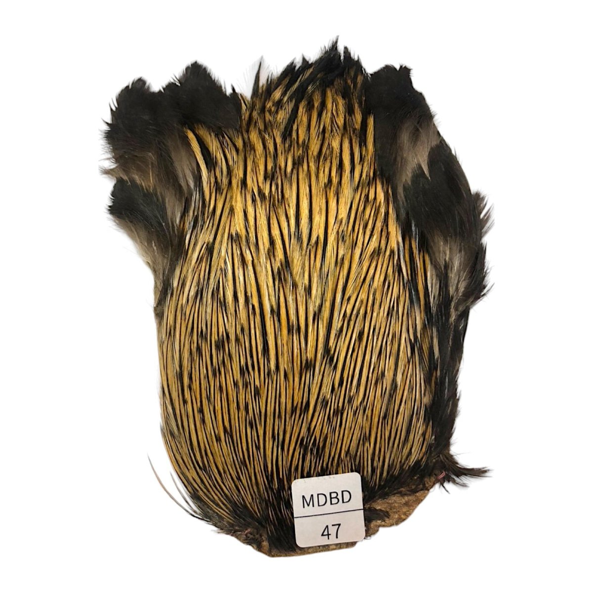 画像1: インドコックケープ India Cock Neck Cape　　ミディアムバジャー　NO47 (1)