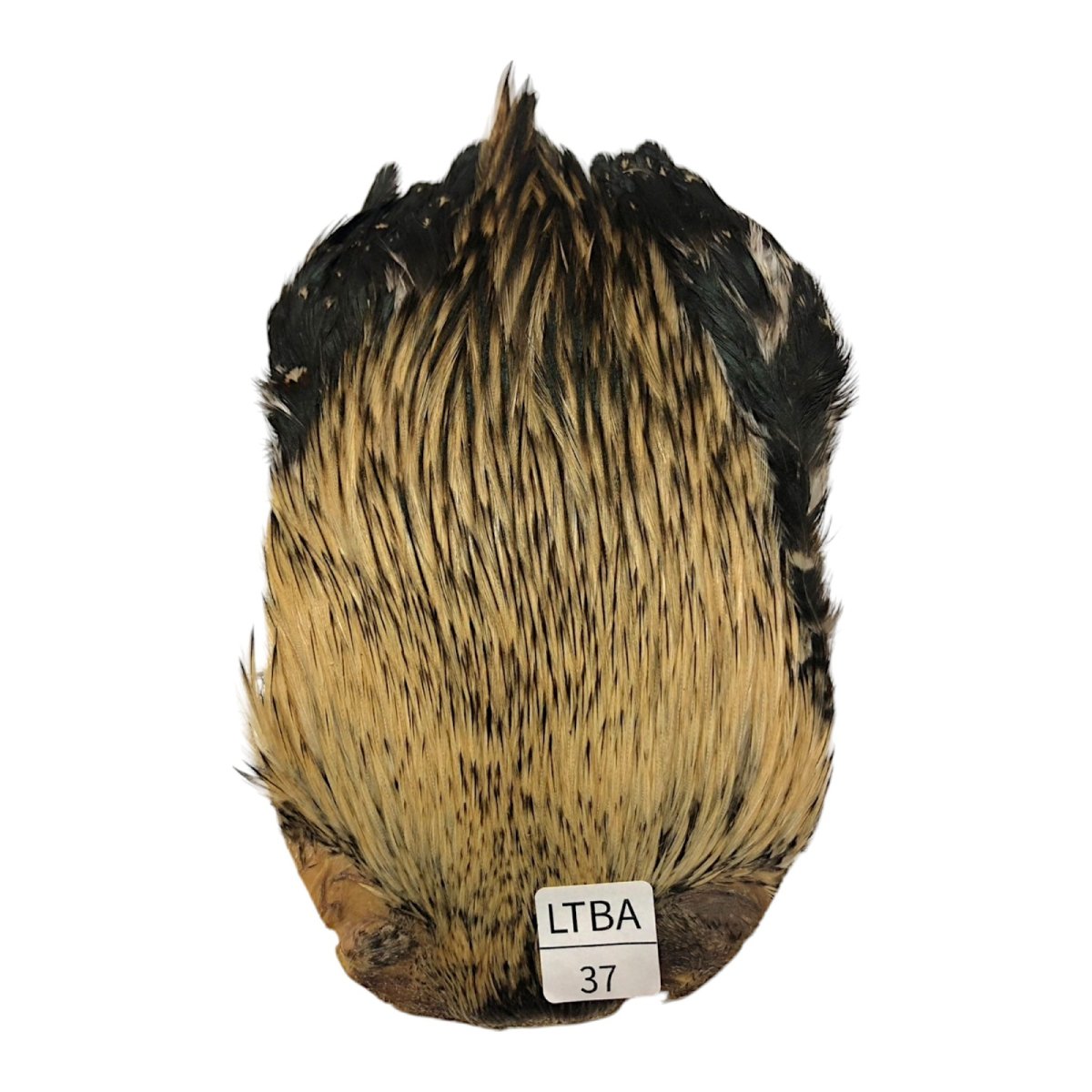 画像1: インドコックケープ India Cock Neck Cape　　ライトバジャー　NO37 (1)