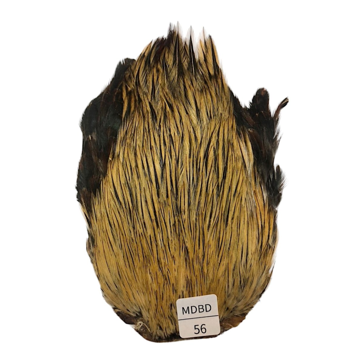 画像1: インドコックケープ India Cock Neck Cape　　ミディアムバジャー　NO56 (1)