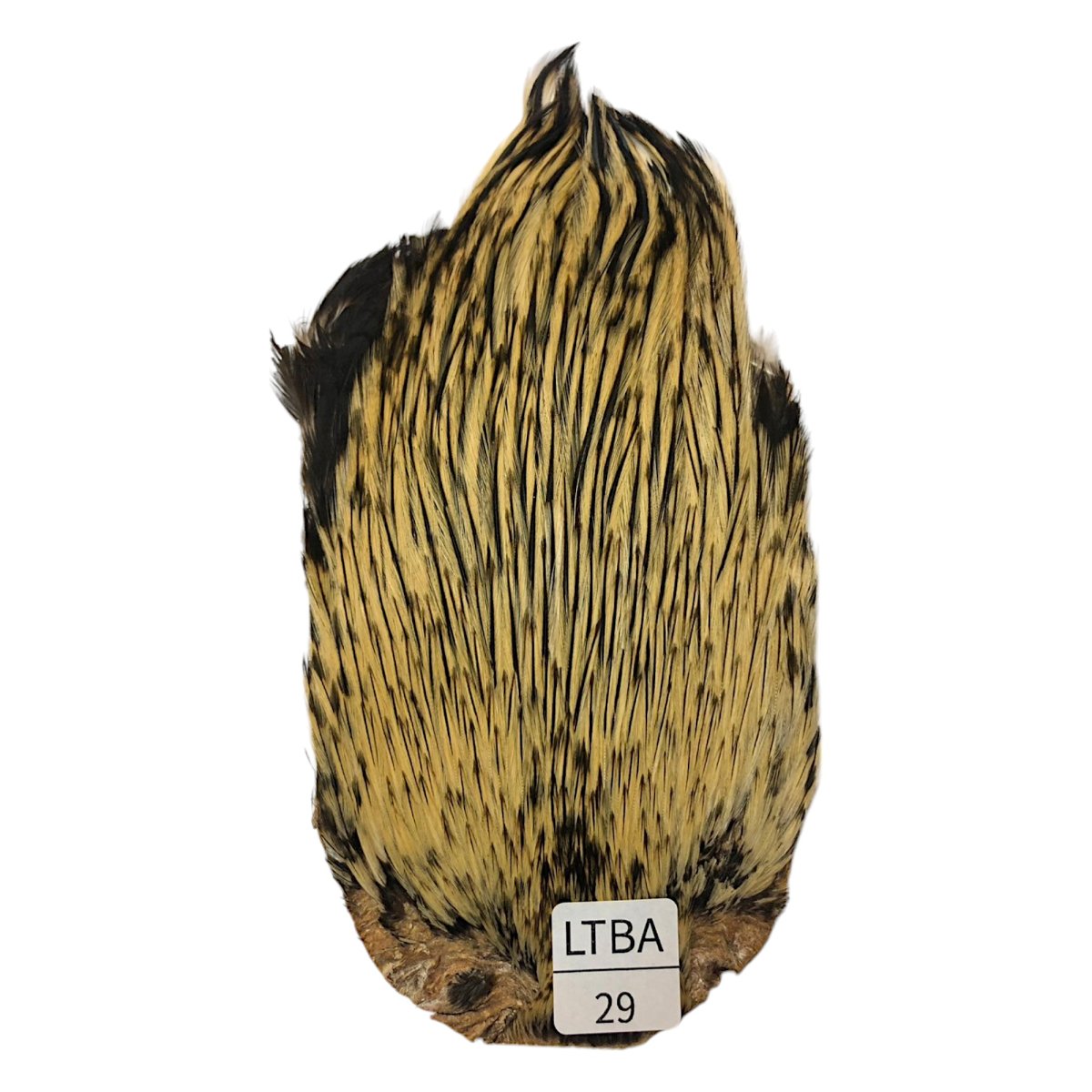 画像1: インドコックケープ India Cock Neck Cape　　ライトバジャー　NO29 (1)