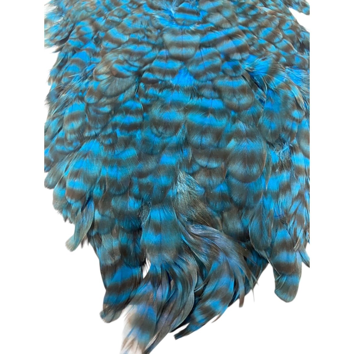画像2:  FutureFly American Saddle F3 King Fisher Blue Grizzly フューチャーフライ (2)