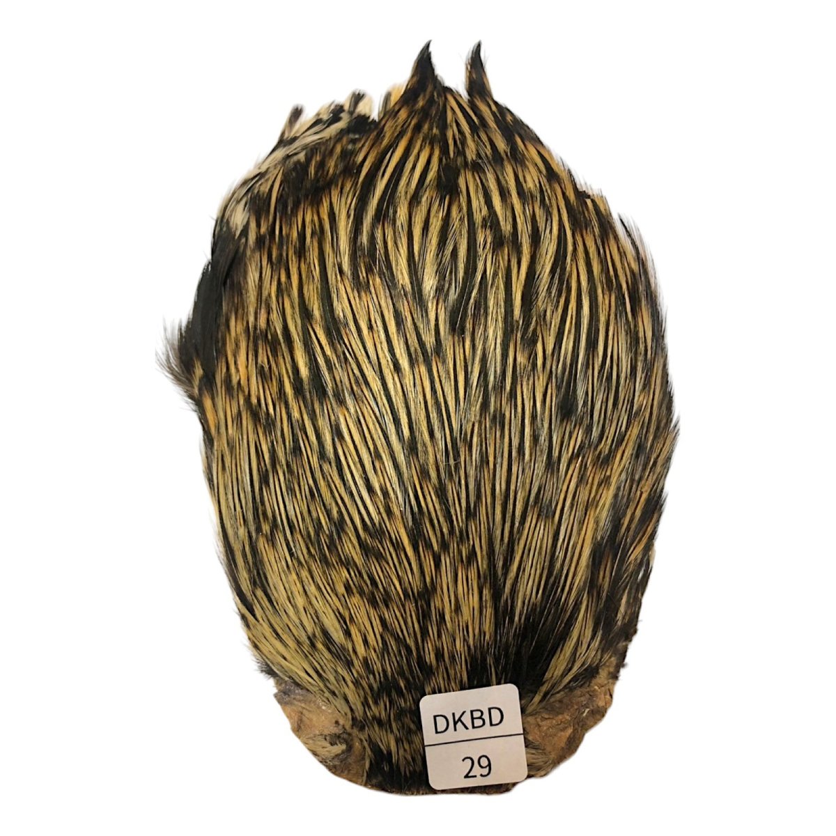 画像1: インドコックケープ India Cock Neck Cape　　ダークバジャー　NO29 (1)