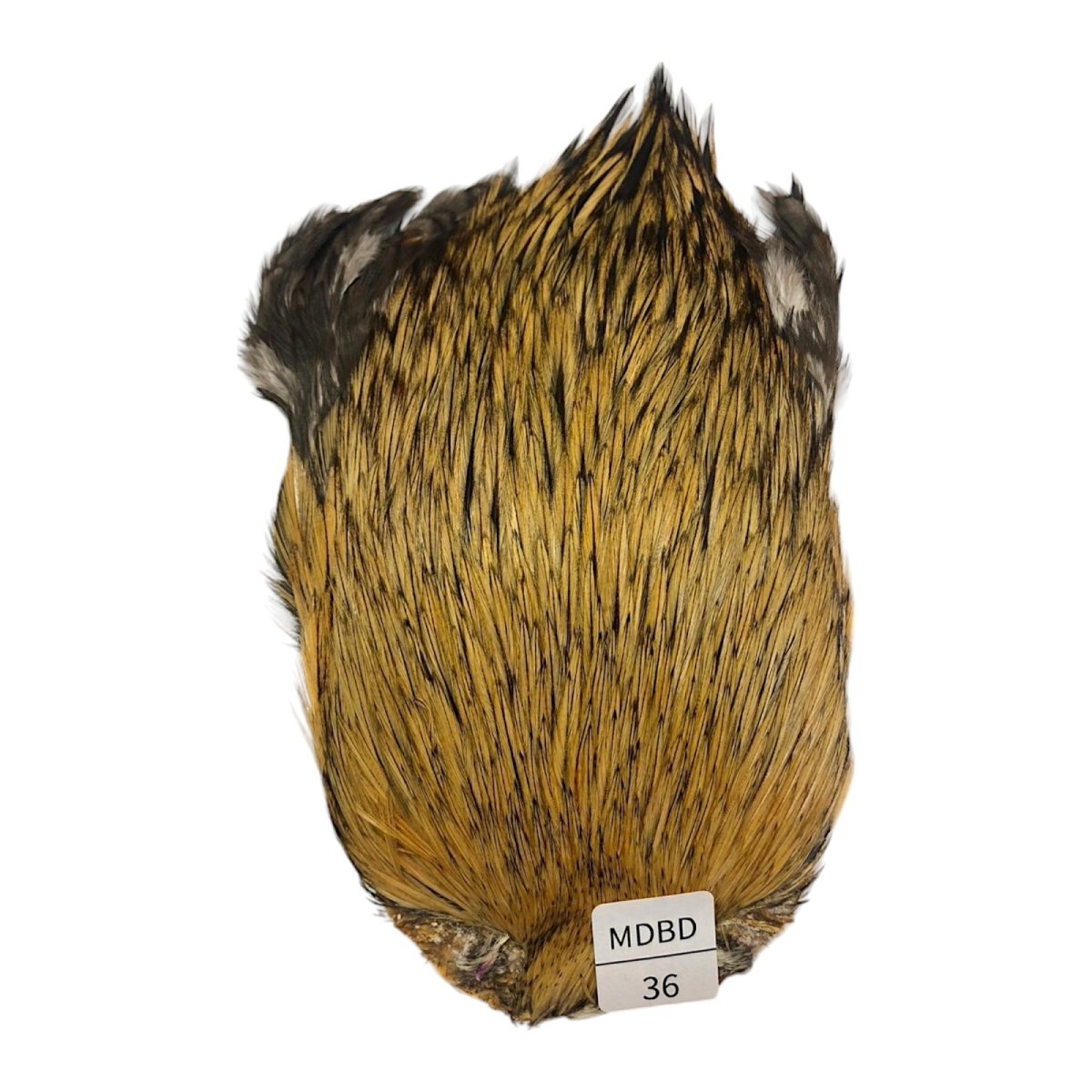 画像1: インドコックケープ India Cock Neck Cape　　ミディアムバジャー　NO36 (1)