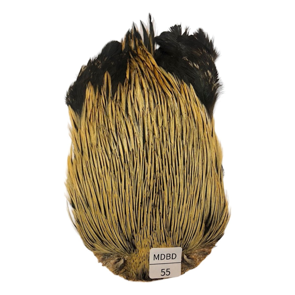 画像1: インドコックケープ India Cock Neck Cape　　ミディアムバジャー　NO55 (1)
