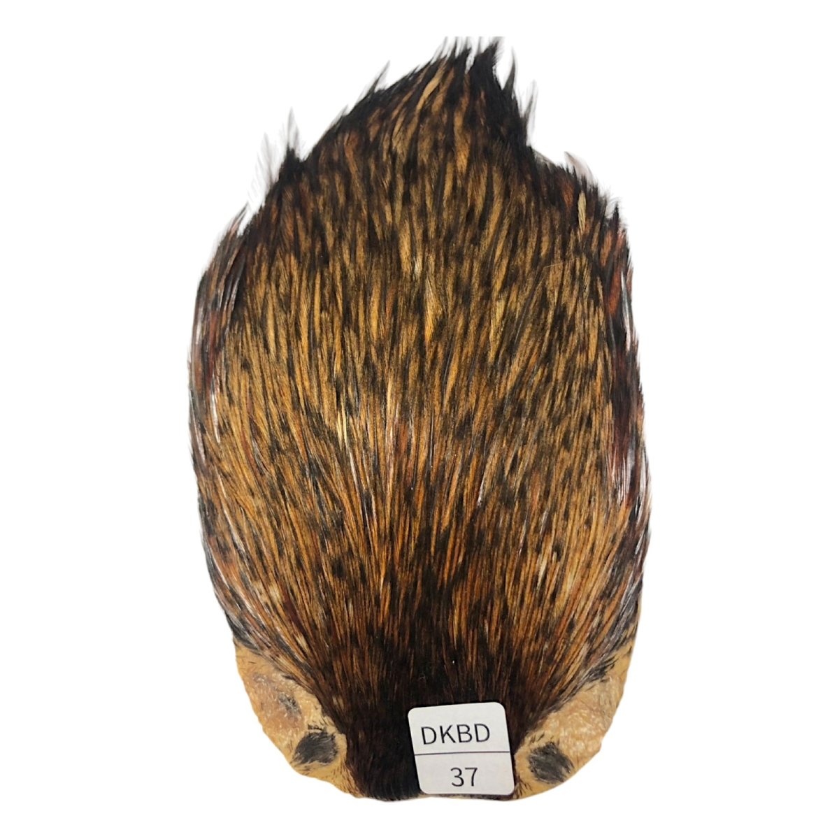 画像1: インドコックケープ India Cock Neck Cape　　ダークバジャー　NO37 (1)