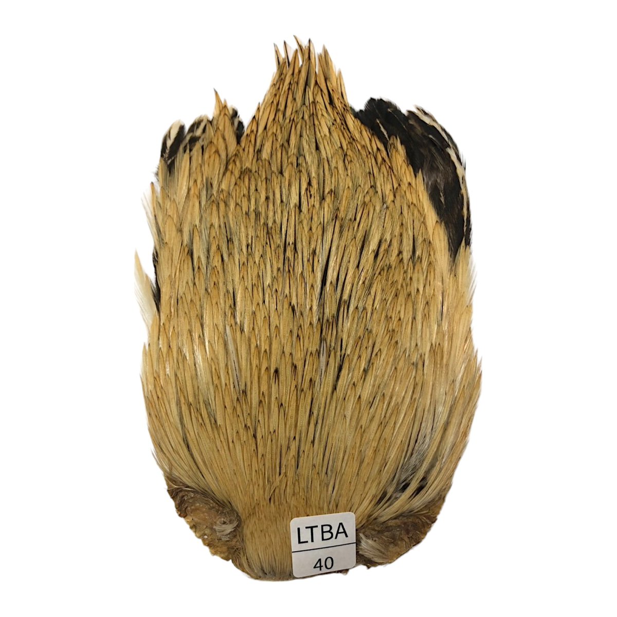 画像1: インドコックケープ India Cock Neck Cape　　ライトバジャー　NO40 (1)