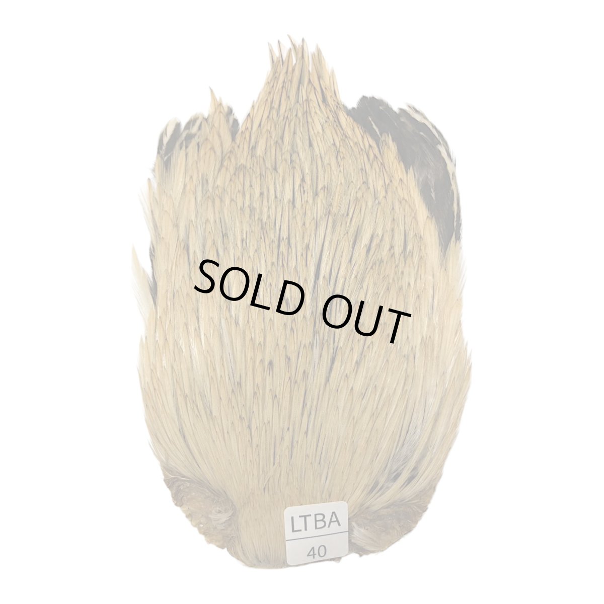 画像1: インドコックケープ India Cock Neck Cape　　ライトバジャー　NO40 (1)