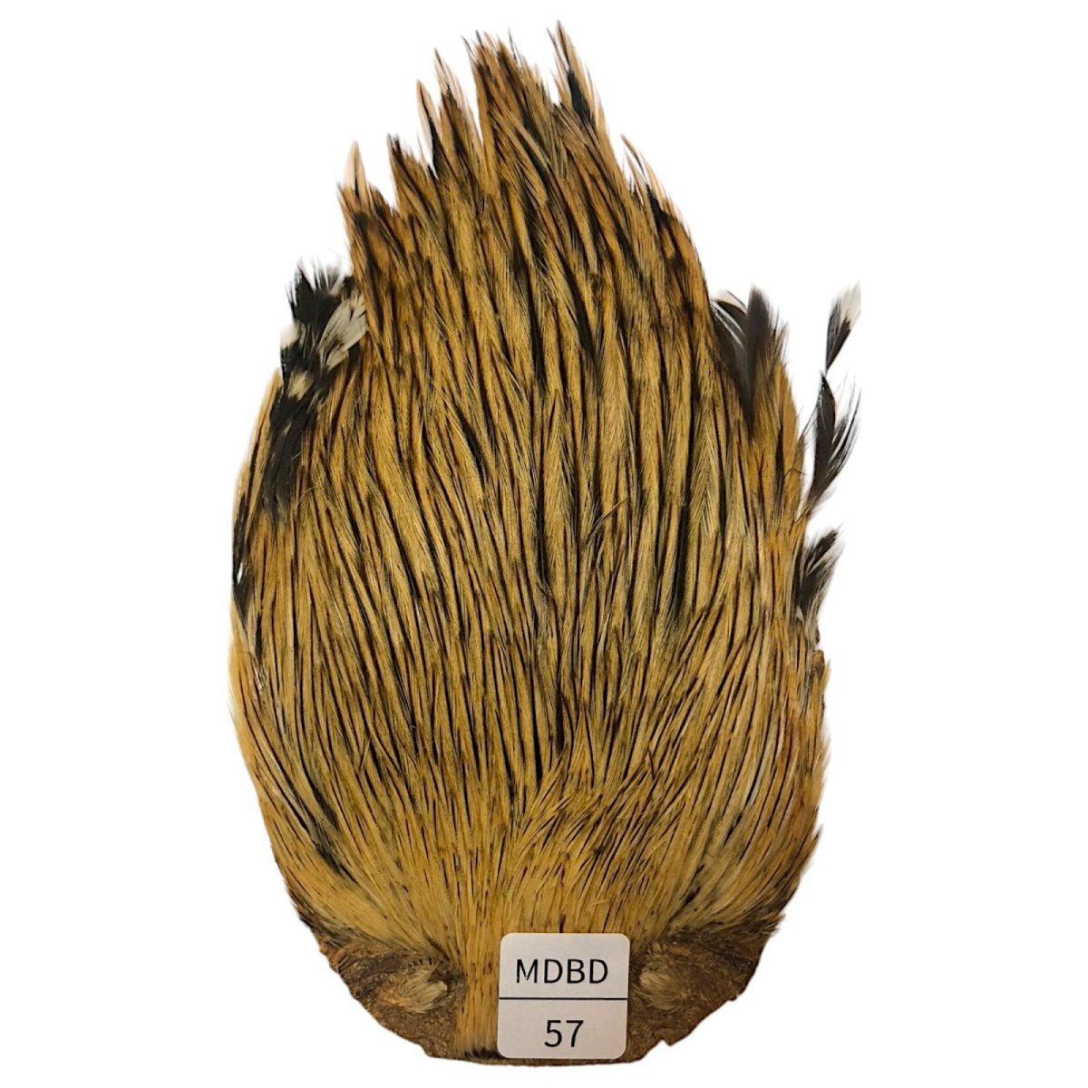 画像1: インドコックケープ India Cock Neck Cape　　ミディアムバジャー　NO57 (1)