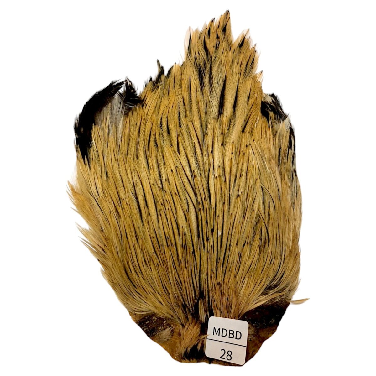 画像1: インドコックケープ India Cock Neck Cape　　ミディアムバジャー　NO28 (1)