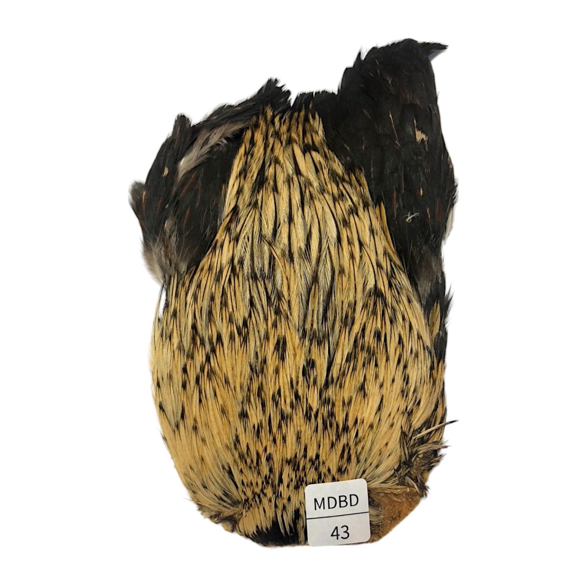 画像1: インドコックケープ India Cock Neck Cape　　ミディアムバジャー　NO43 (1)