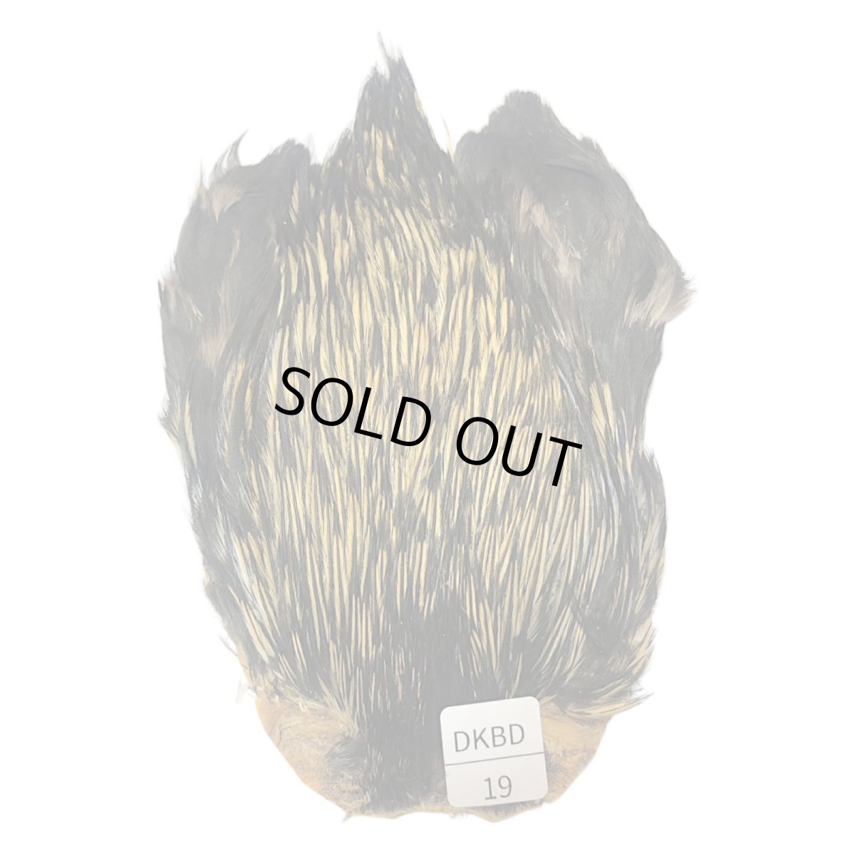 画像1: インドコックケープ India Cock Neck Cape　　ダークバジャー　NO19 (1)