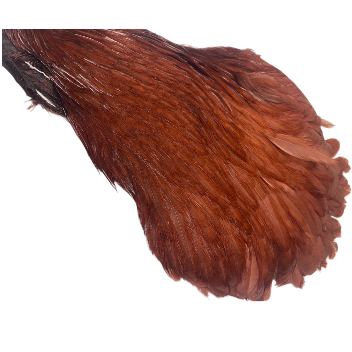 画像4: HARELINE ヘアライン ヘンケープ ブラウン (4)