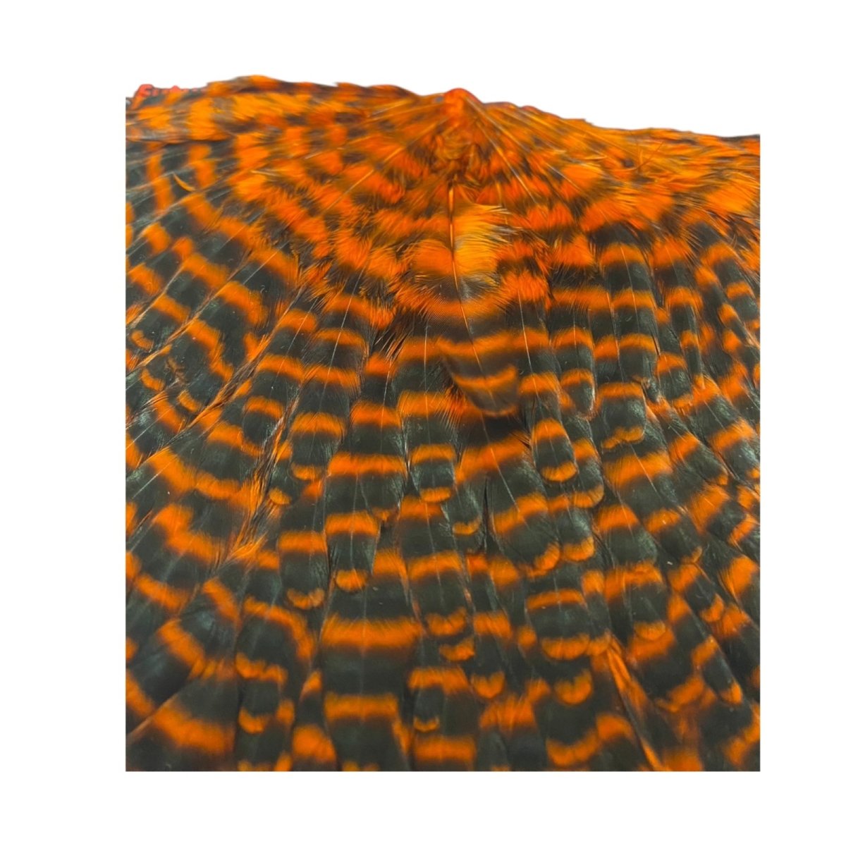 画像3:  FutureFly Signature Hen Saddle F4  Orange Grizzly フューチャーフライ (3)