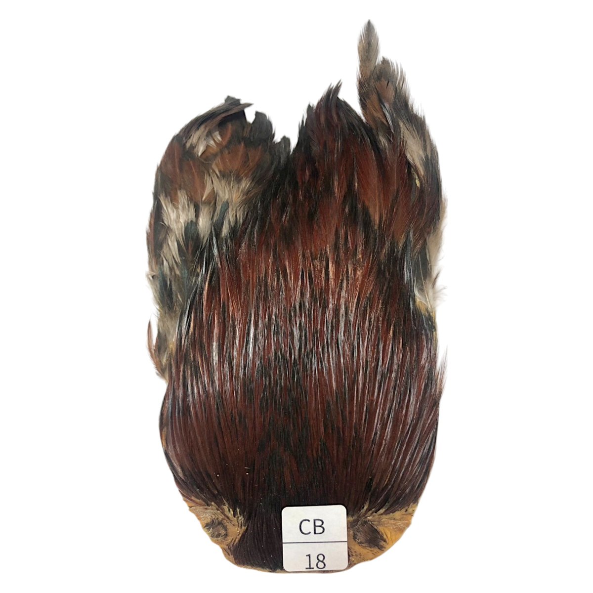 画像1: インドコックケープ India Cock Neck Cape　　コッキィボンデュ　NO18 (1)