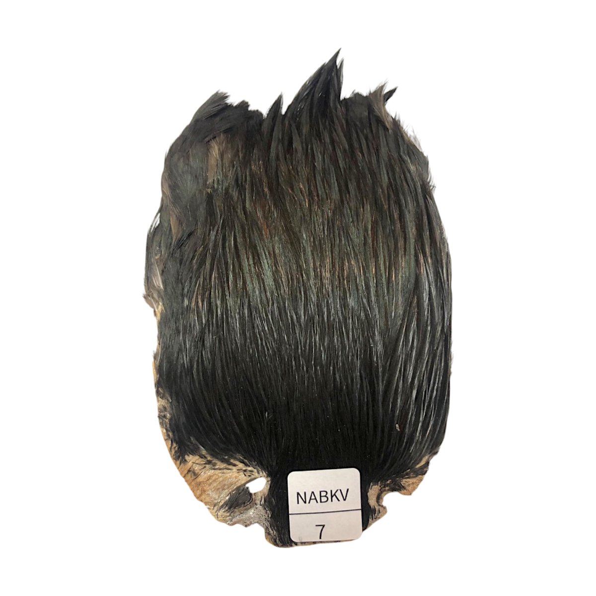 画像1: インドコックケープ India Cock Neck Cape　ナチュラルブラックバリアント　NO07 (1)