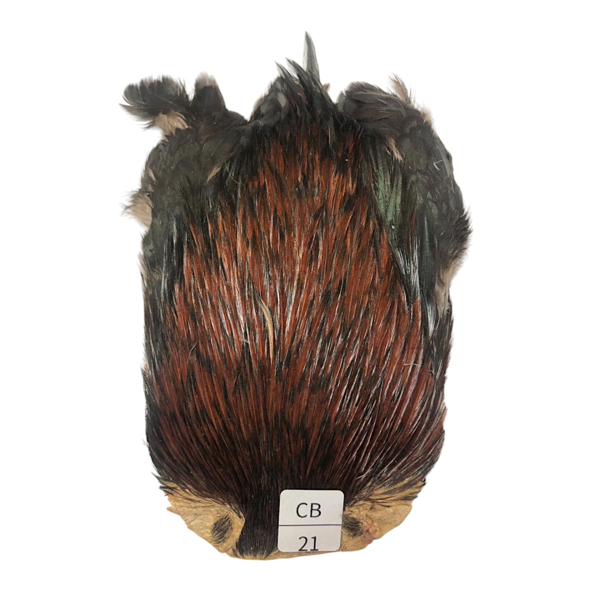 画像1: インドコックケープ India Cock Neck Cape　　コッキィボンデュ　NO21 (1)