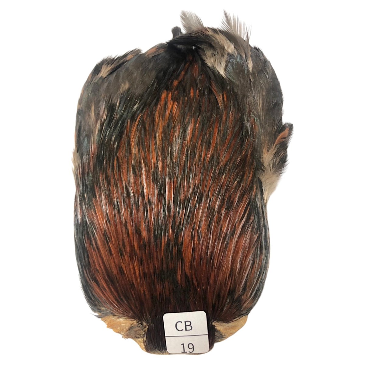 画像1: インドコックケープ India Cock Neck Cape　　コッキィボンデュ　NO19 (1)