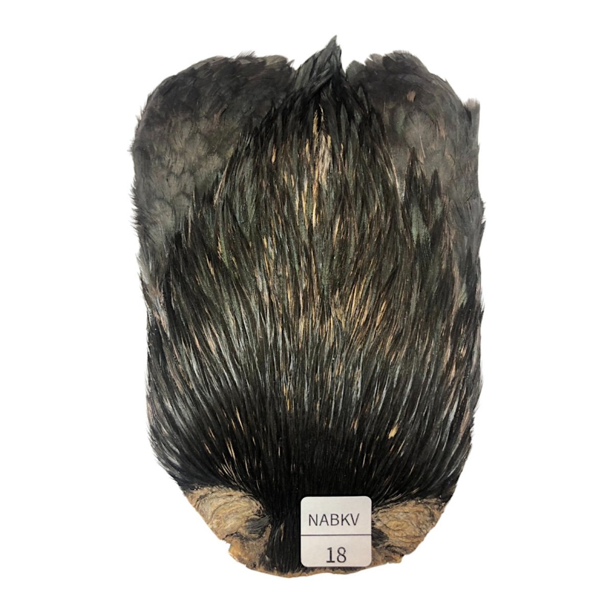 画像1: インドコックケープ India Cock Neck Cape　ナチュラルブラックバリアント　NO18 (1)