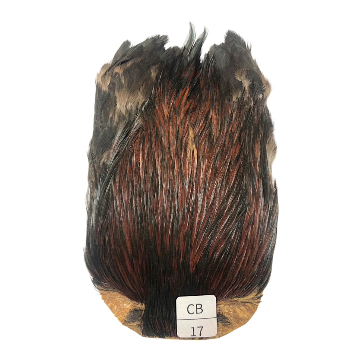 画像1: インドコックケープ India Cock Neck Cape　　コッキィボンデュ　NO17 (1)