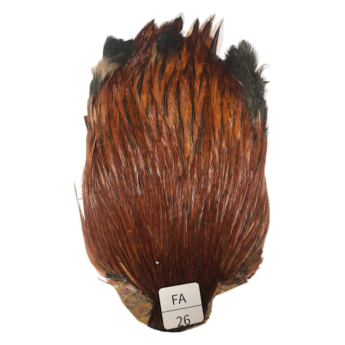 画像1: インドコックケープ India Cock Neck Cape　ファーネス　NO26 (1)