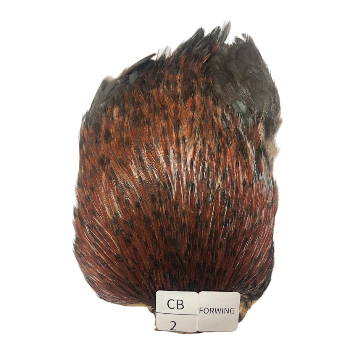 画像1: For Wing　インドコックケープ India Cock Neck Cape　　コッキィボンデュ　NO02 (1)