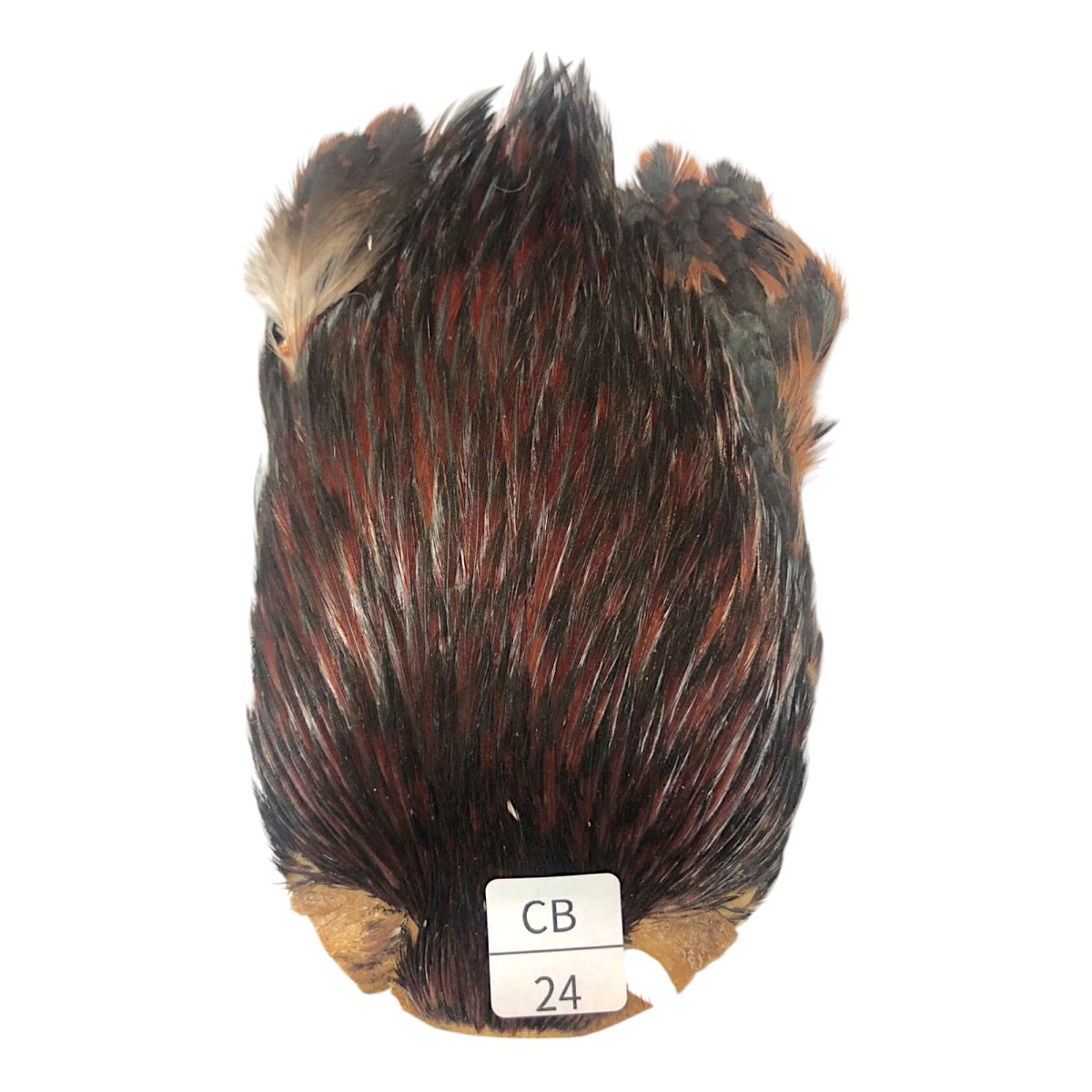 画像1: インドコックケープ India Cock Neck Cape　　コッキィボンデュ　NO24 (1)