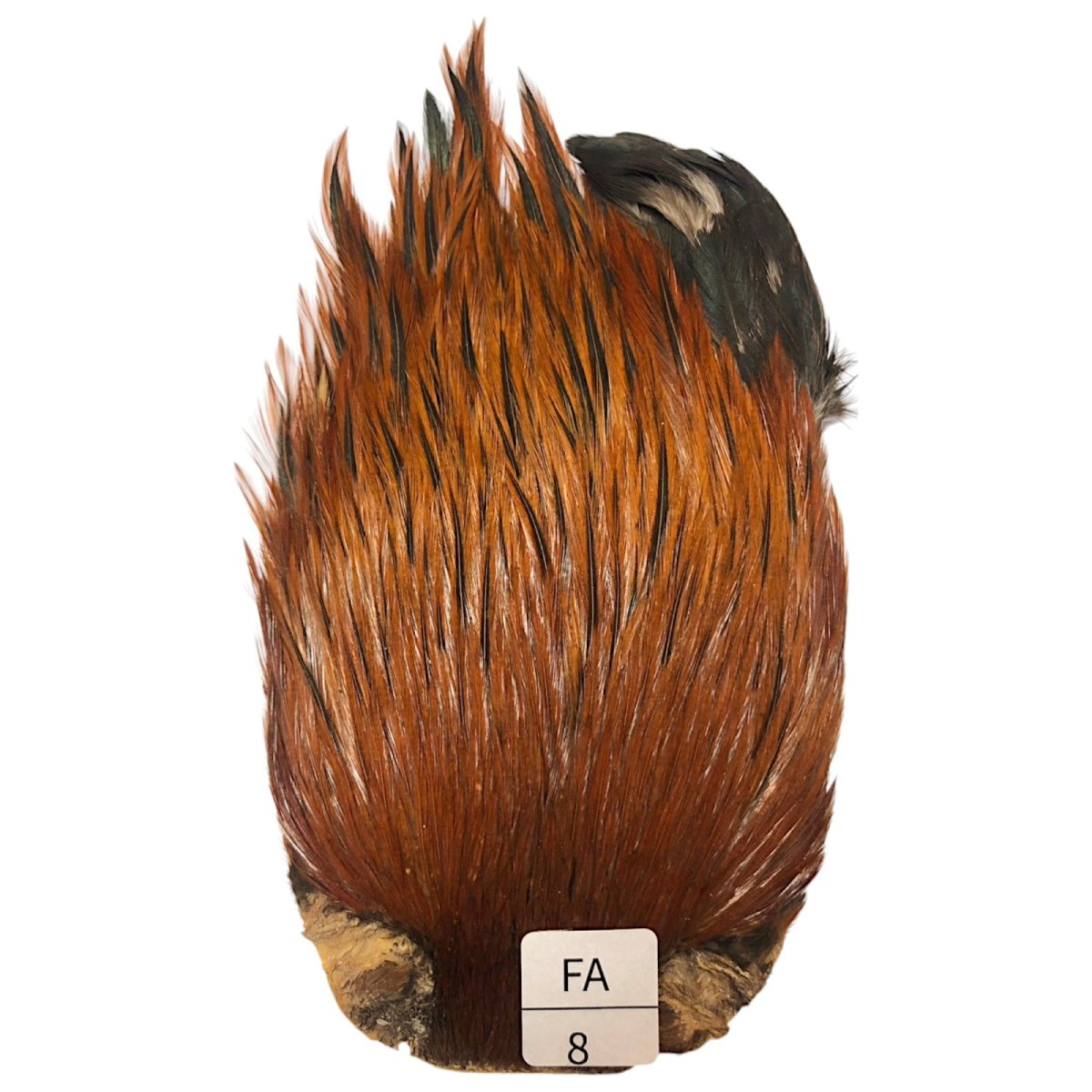 画像1: インドコックケープ India Cock Neck Cape　ファーネス　NO08 (1)