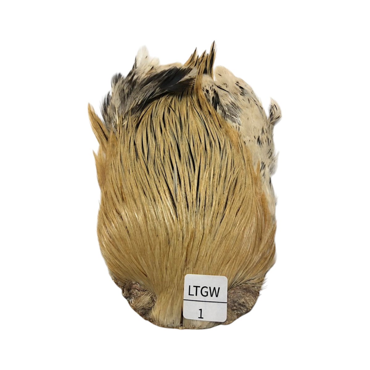 画像1: インドコックケープ India Cock Neck Cape　ライトグリーンウェル　NO01 (1)
